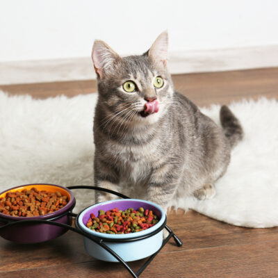 All you need to know about feline nutrition
