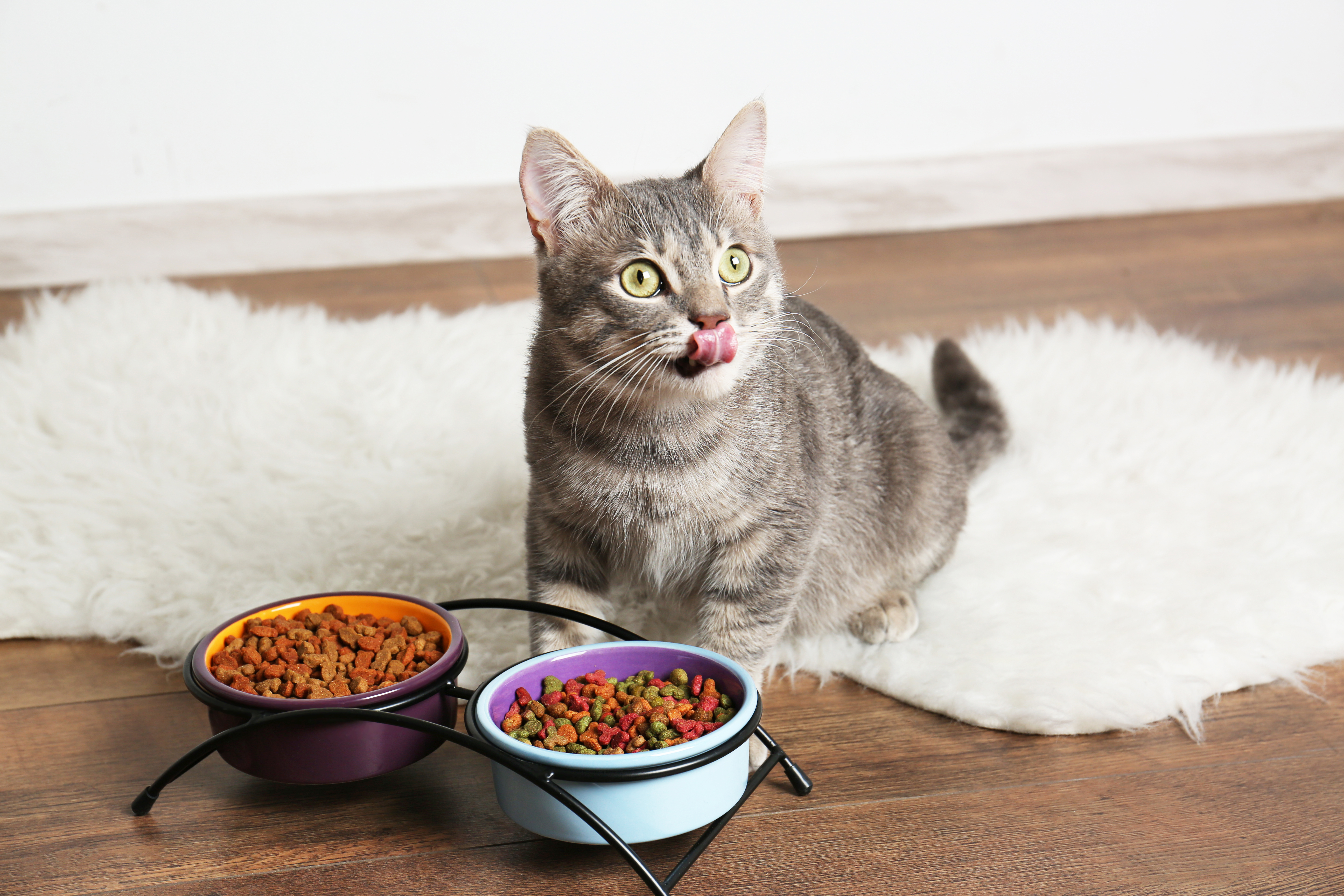 All you need to know about feline nutrition