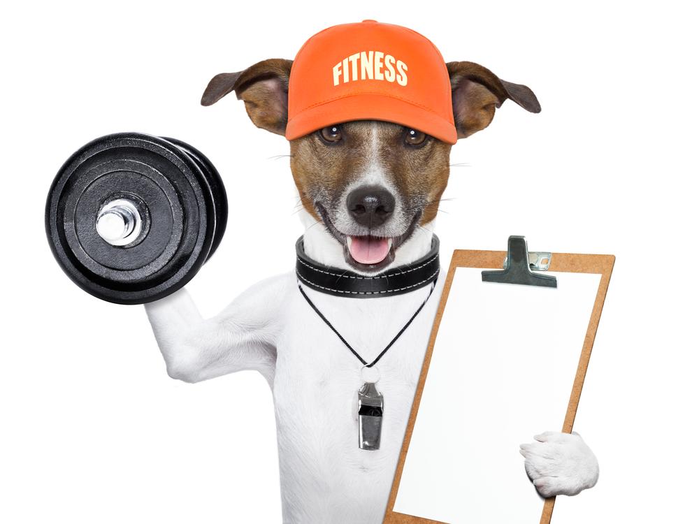 Diet for obese dogs – Give your pet the fitness it needs