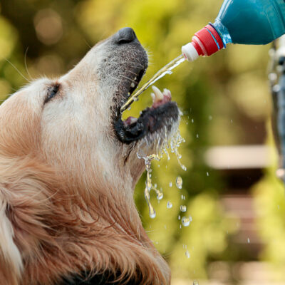 Different ways to find out if your pet is drinking enough water