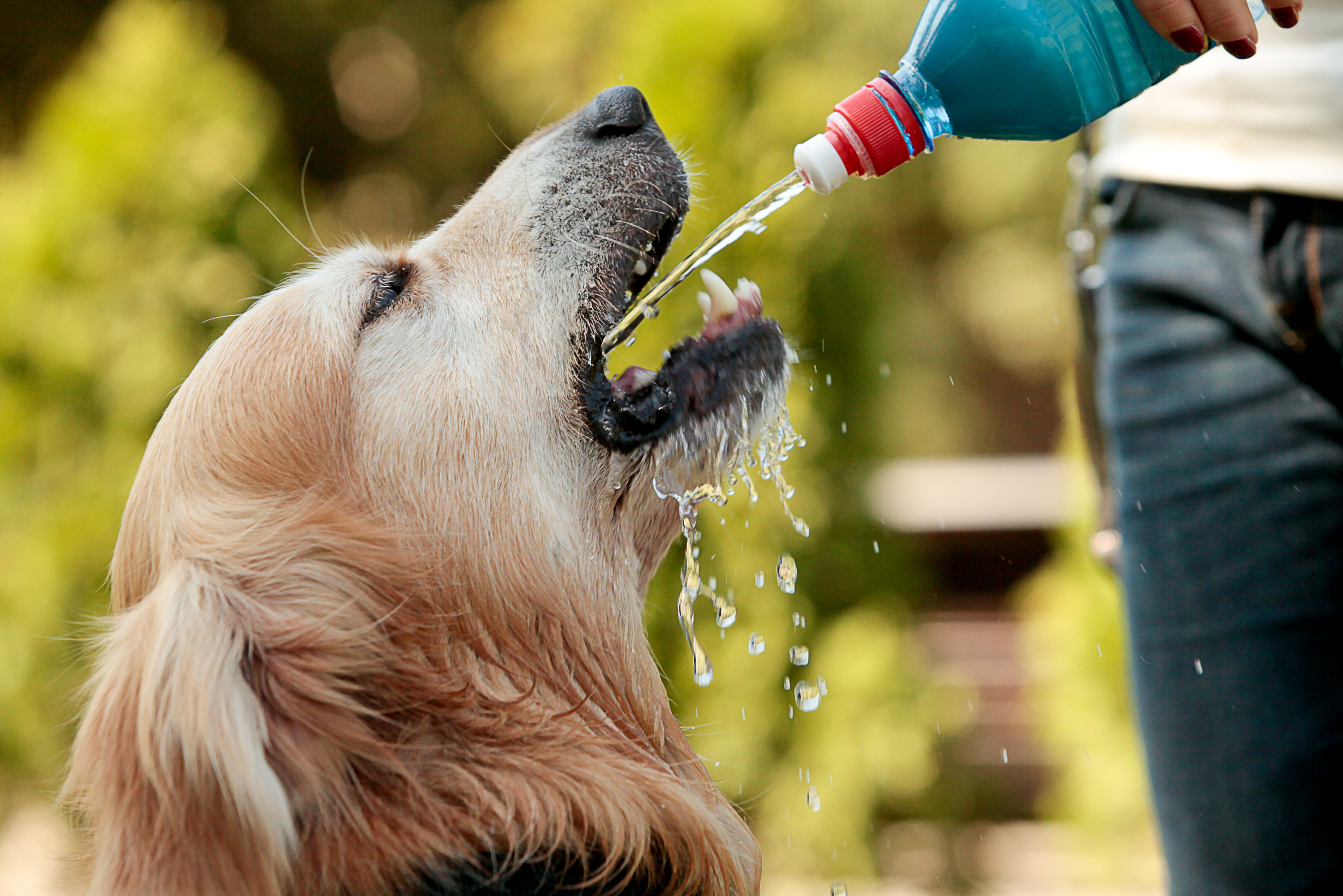 Different ways to find out if your pet is drinking enough water