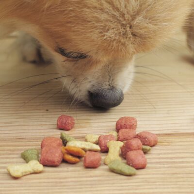 Dog food recalled-Is your dog’s food on the list
