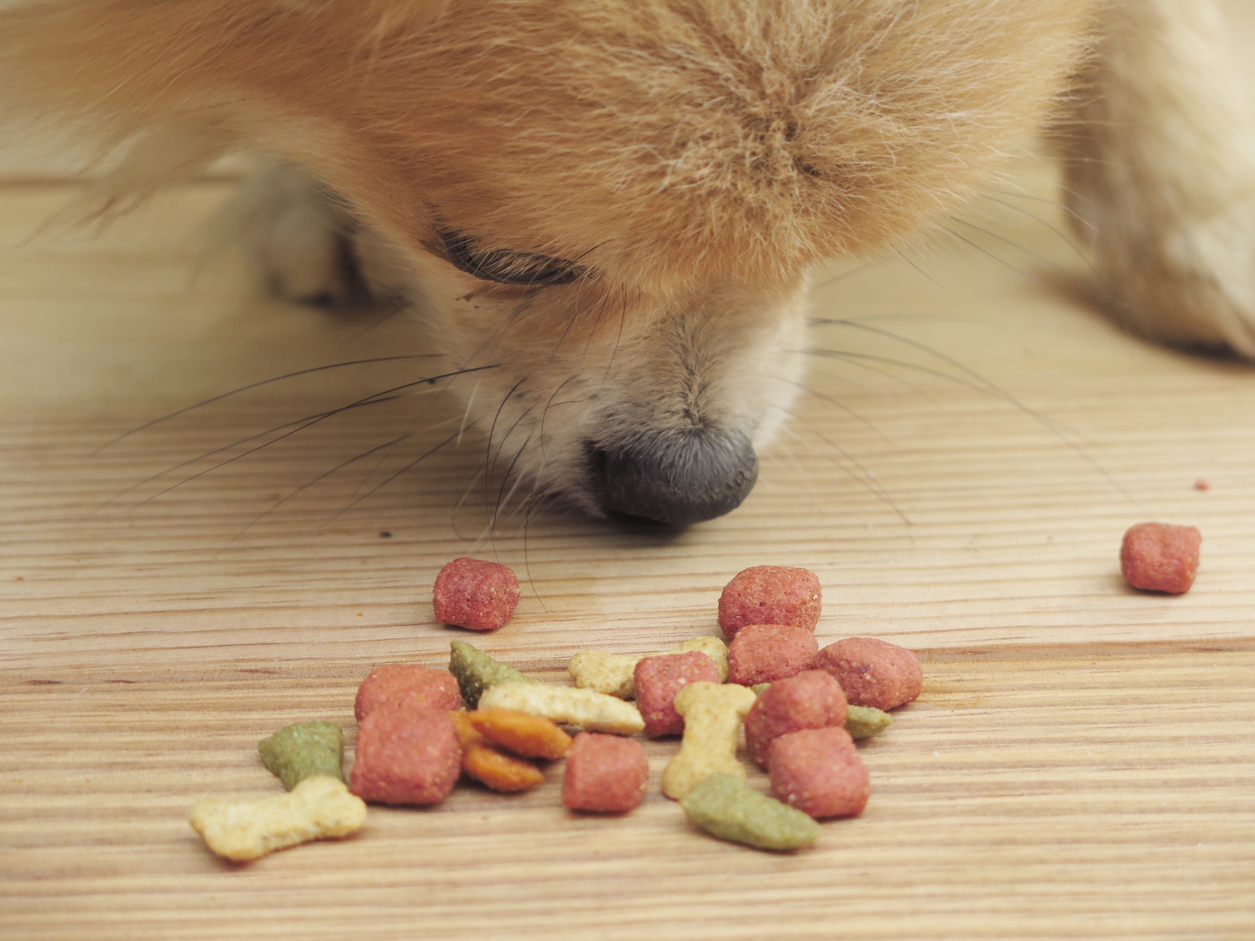 Dog food recalled-Is your dog’s food on the list