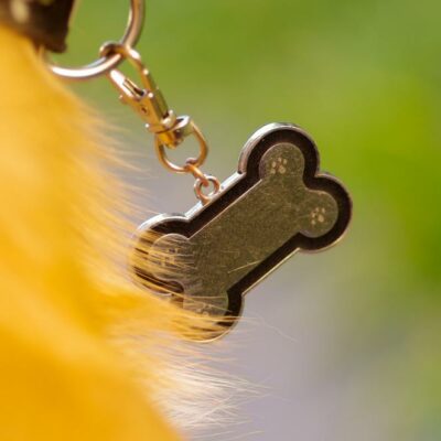 The importance of identification tags for pets