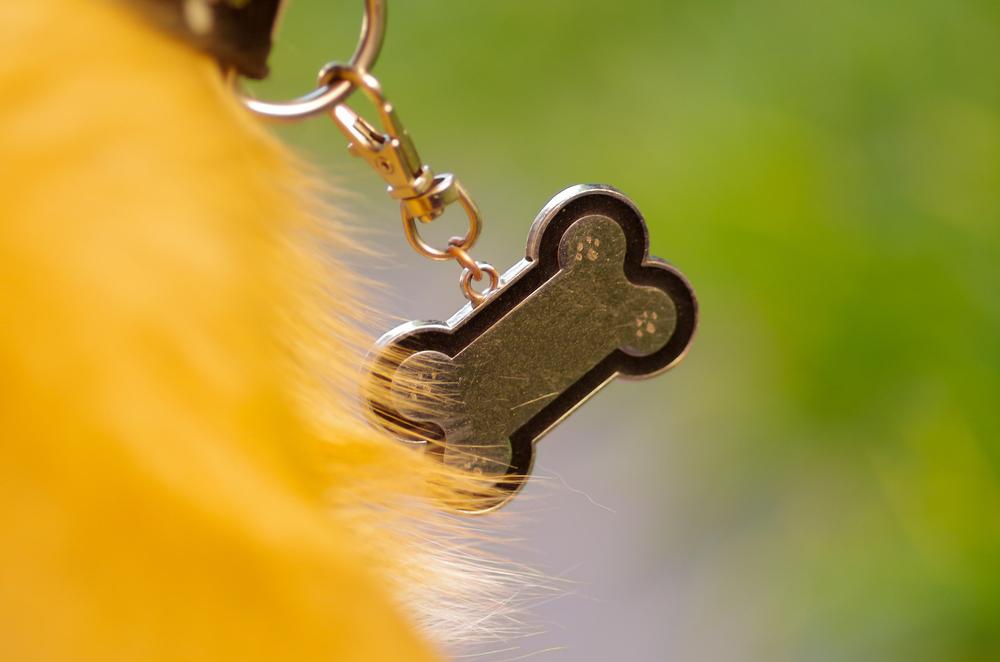 The importance of identification tags for pets