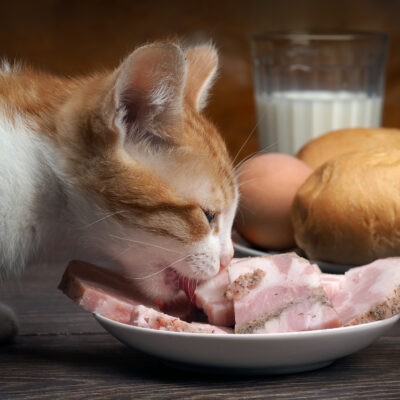 The most recalled cat foods in 2017