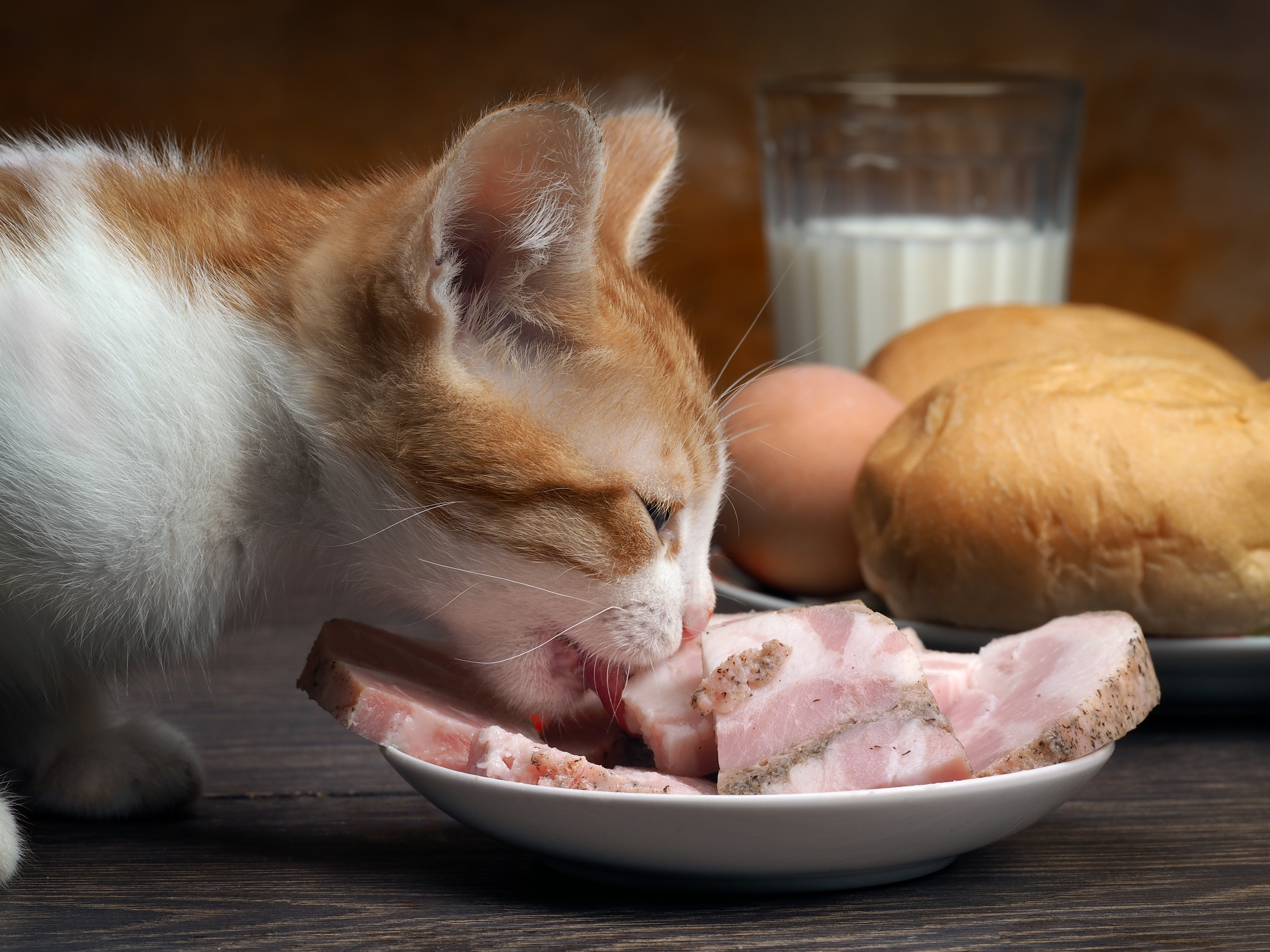 The most recalled cat foods in 2017