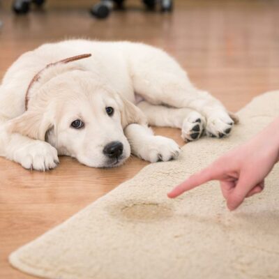 Tips to control your pet from peeing inside the house