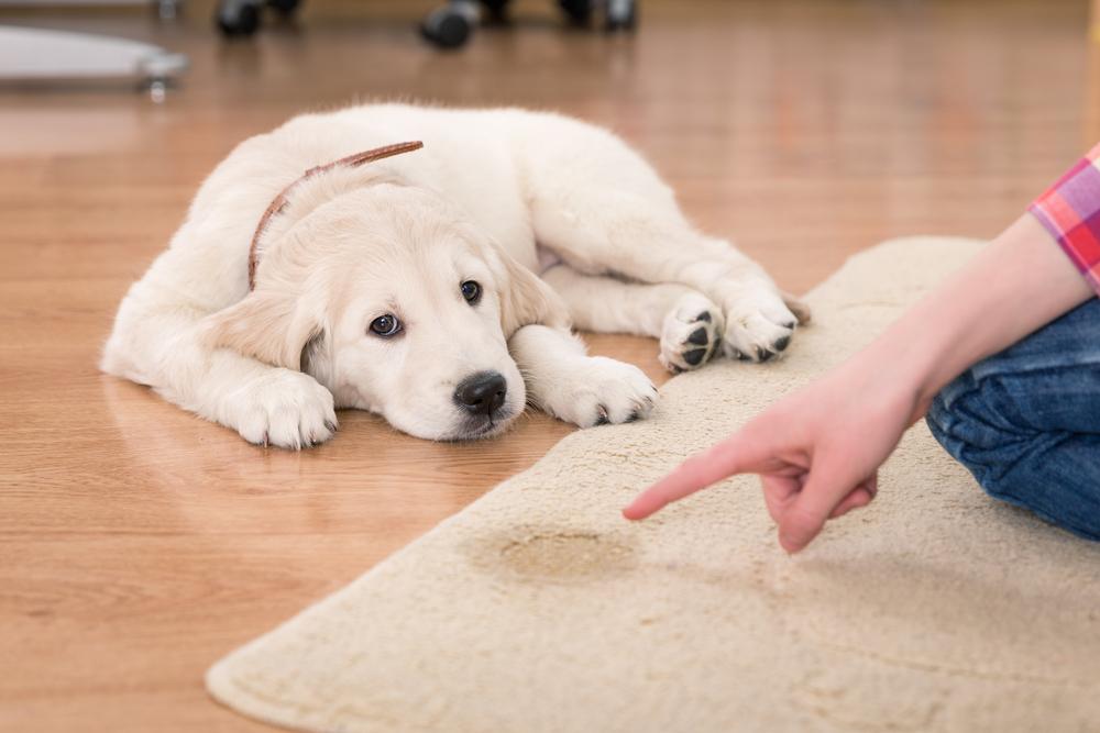 Tips to control your pet from peeing inside the house