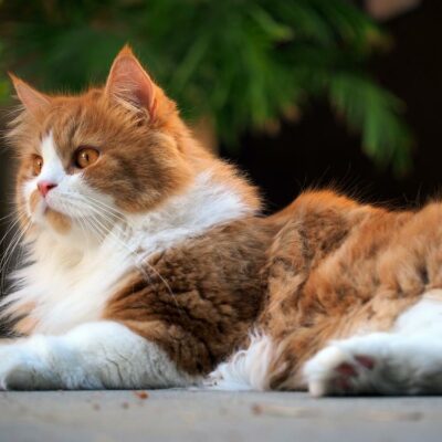 Top 4 remedies for hairballs in cats