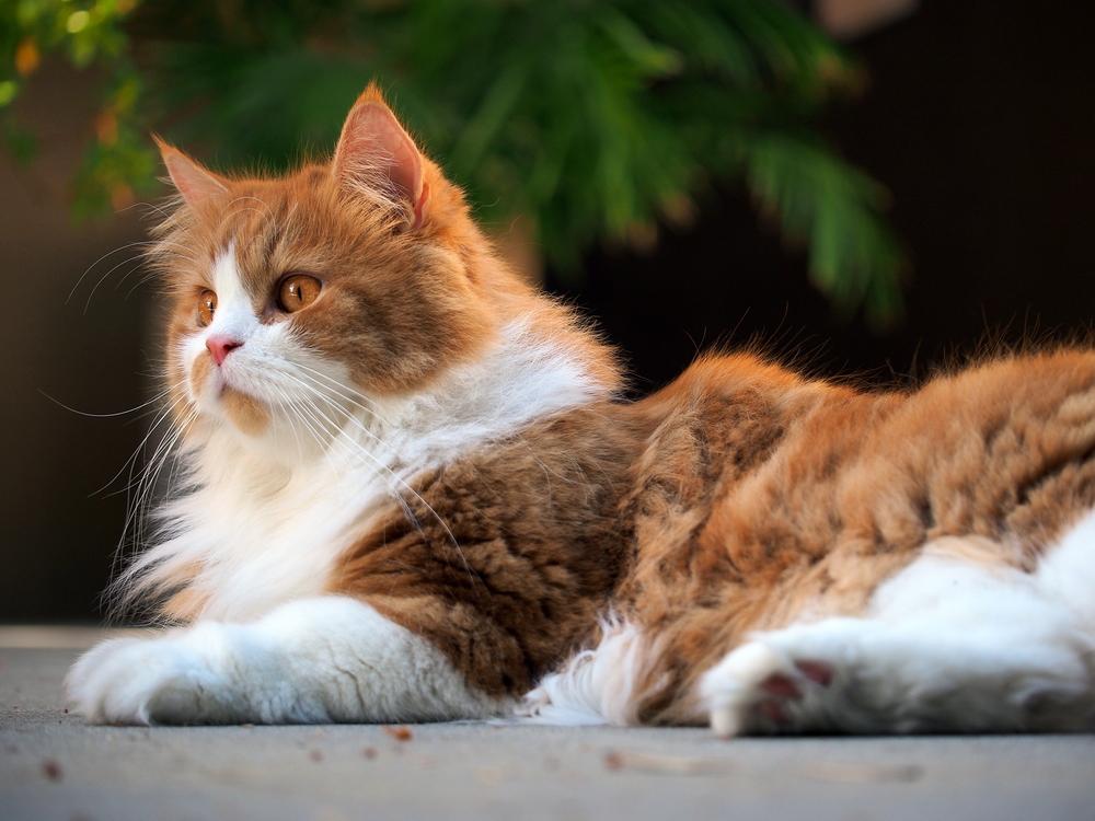 Top 4 remedies for hairballs in cats