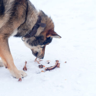 7 Holiday foods that can be hazardous to pets