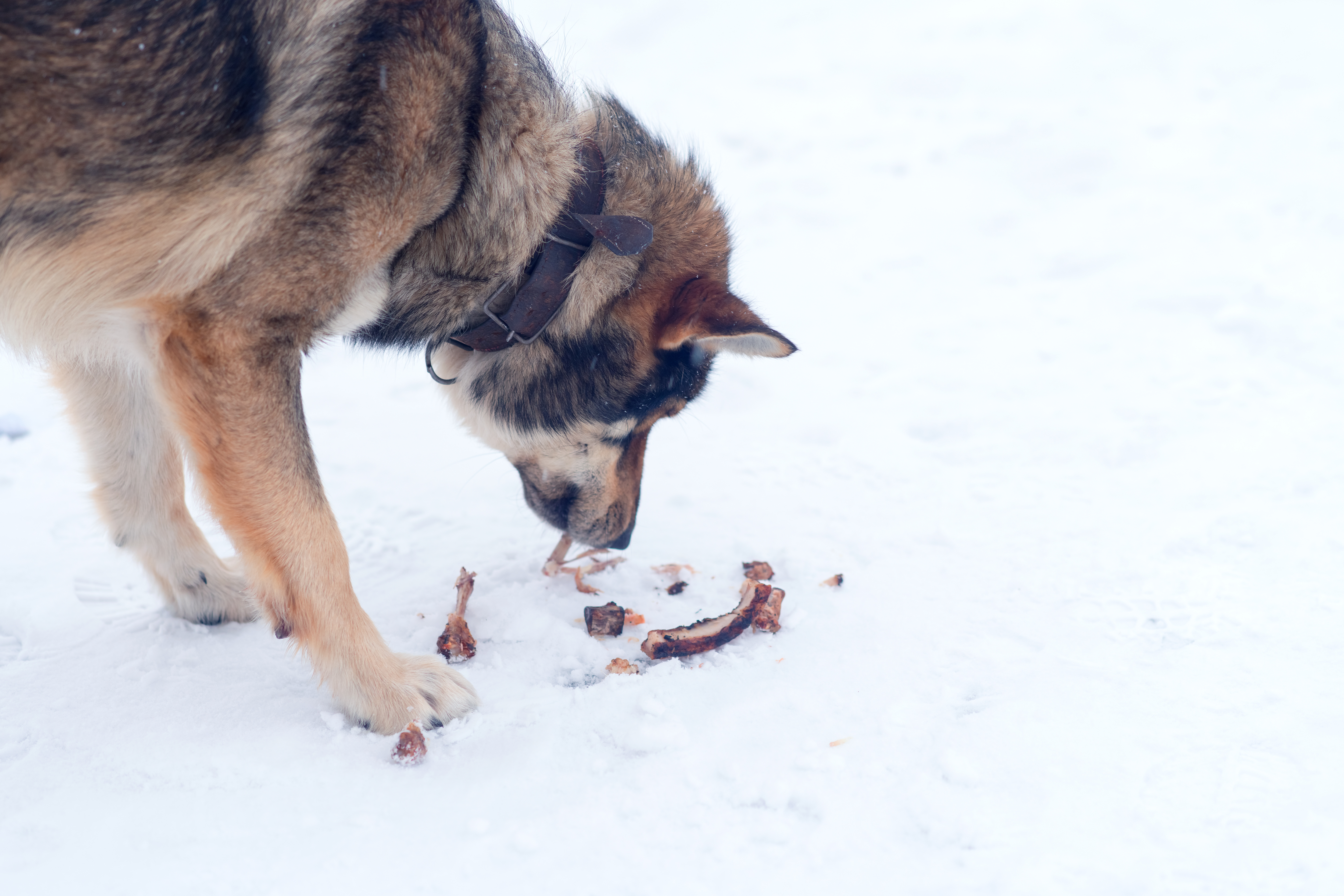 7 Holiday foods that can be hazardous to pets