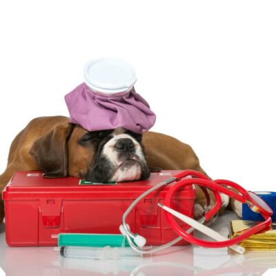 Must have items in a pet’s emergency kit