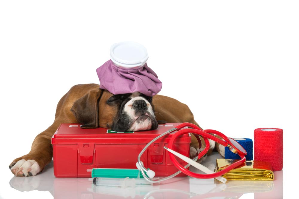 Must have items in a pet’s emergency kit