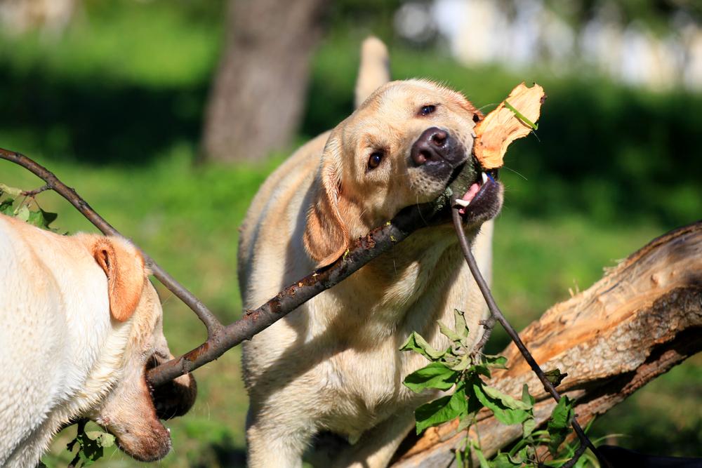 Nutritional requirements for mature dogs