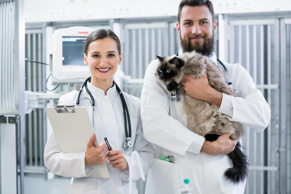 All about veterinary medical records