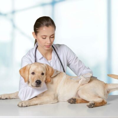 All about pet microchips