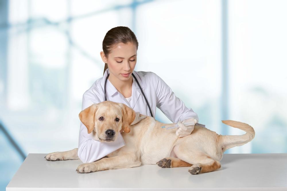 All about pet microchips