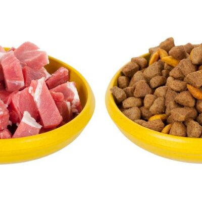 An overview on raw pet food