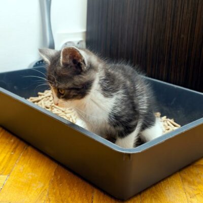 Benefits of using the self-cleaning litter box