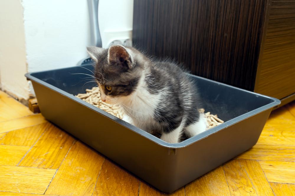 Benefits of using the self-cleaning litter box