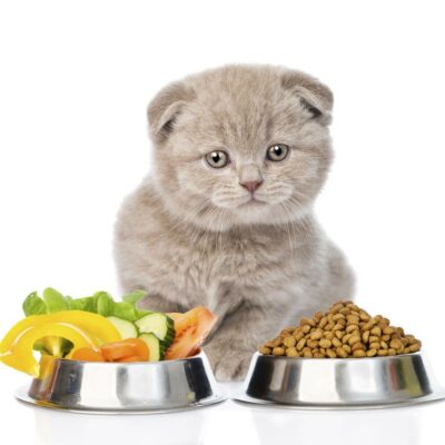Benefits and risks of raw pet food