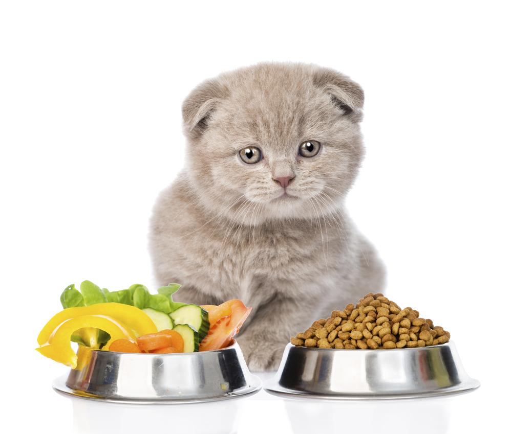 Benefits and risks of raw pet food