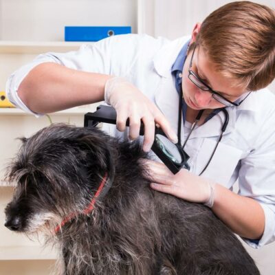 Best medicines to get rid of pet parasites