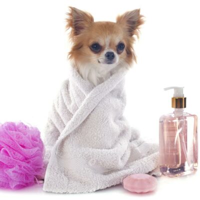 Best wellness pet care packages to select from