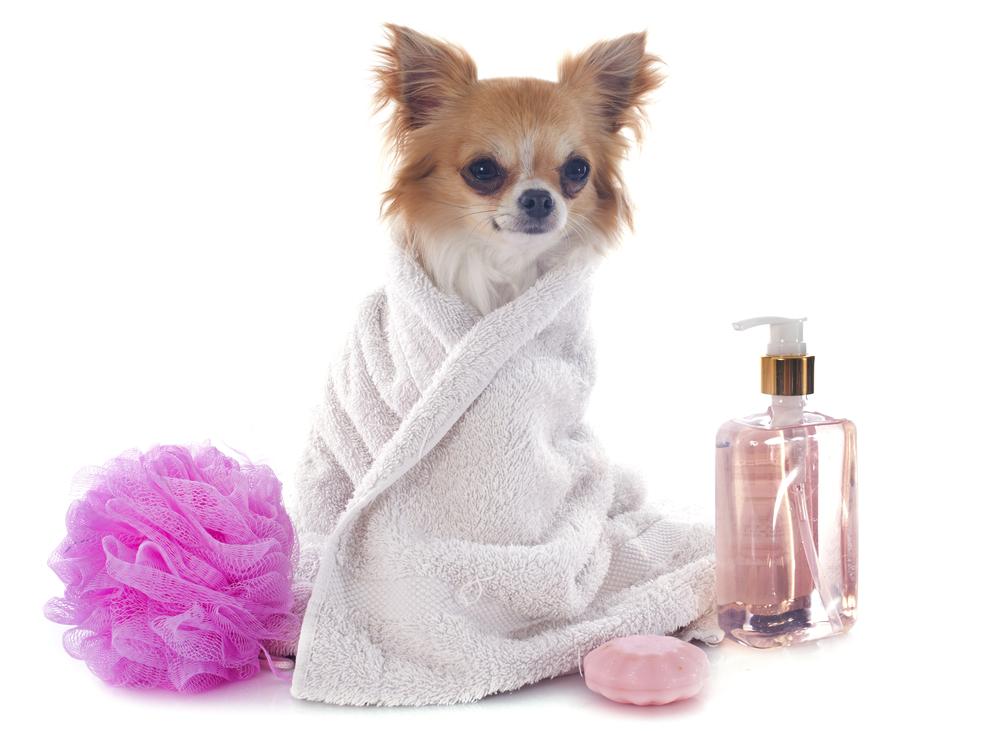 Best wellness pet care packages to select from