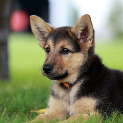 Bluetooth pet tracker- An innovative solution for your lost pet