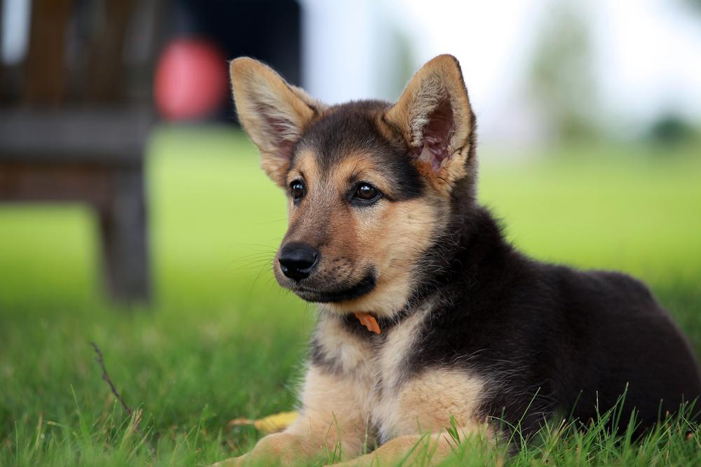 Bluetooth pet tracker- An innovative solution for your lost pet
