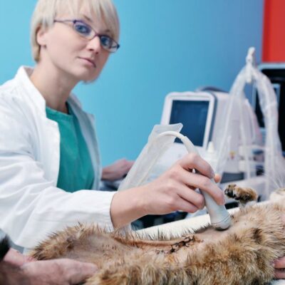 Can chemotherapy help in treating cancer in cats and dogs