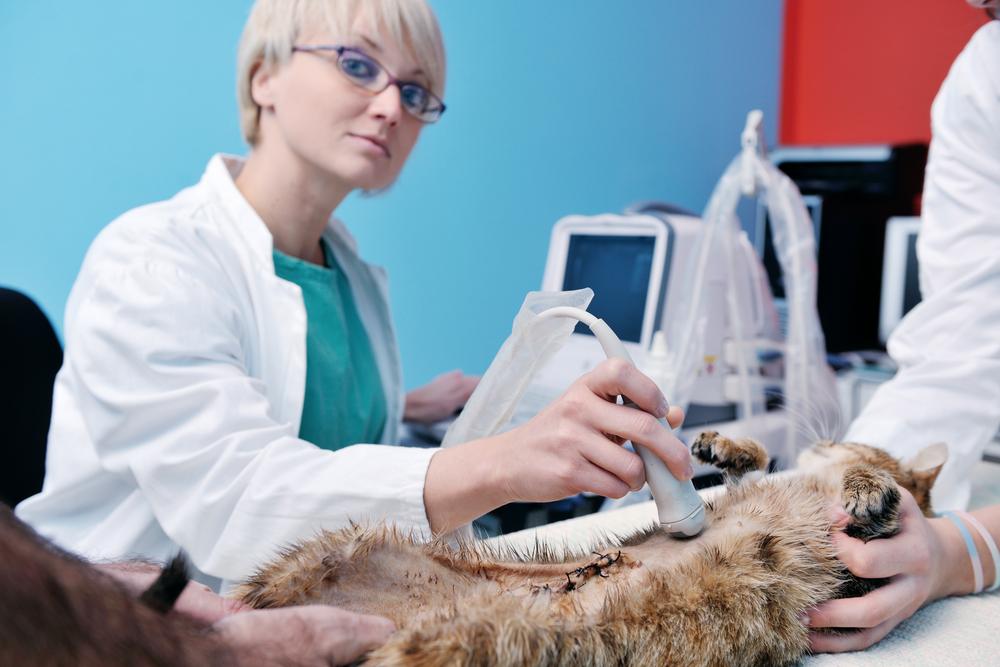 Can chemotherapy help in treating cancer in cats and dogs