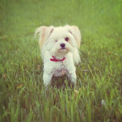 Coolest identification related gifts for your pets