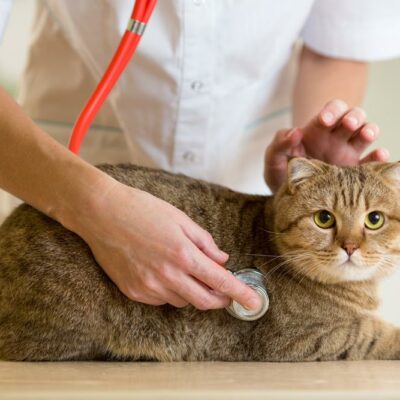Common diseases in dogs and cats you should know about