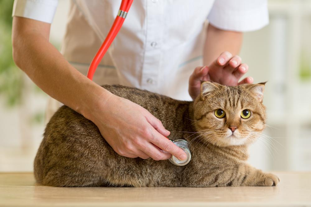 Common diseases in dogs and cats you should know about