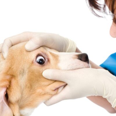 Different signs to detect tooth infection in your dog