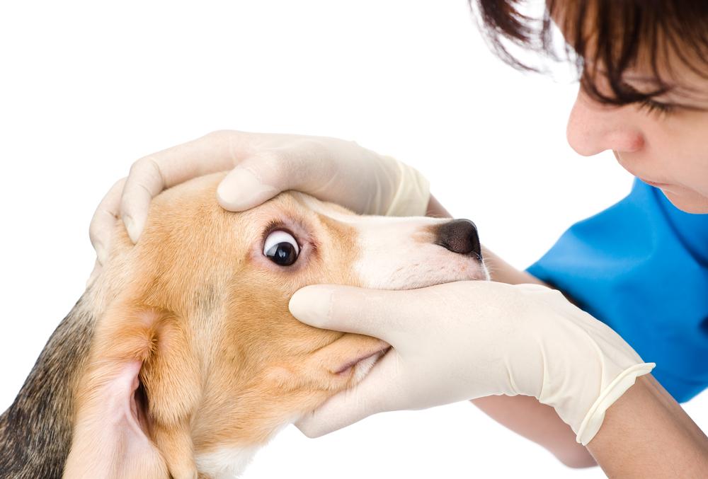 Different signs to detect tooth infection in your dog