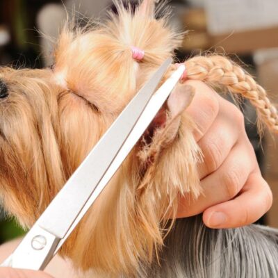 Effective tips and tricks to groom your pet