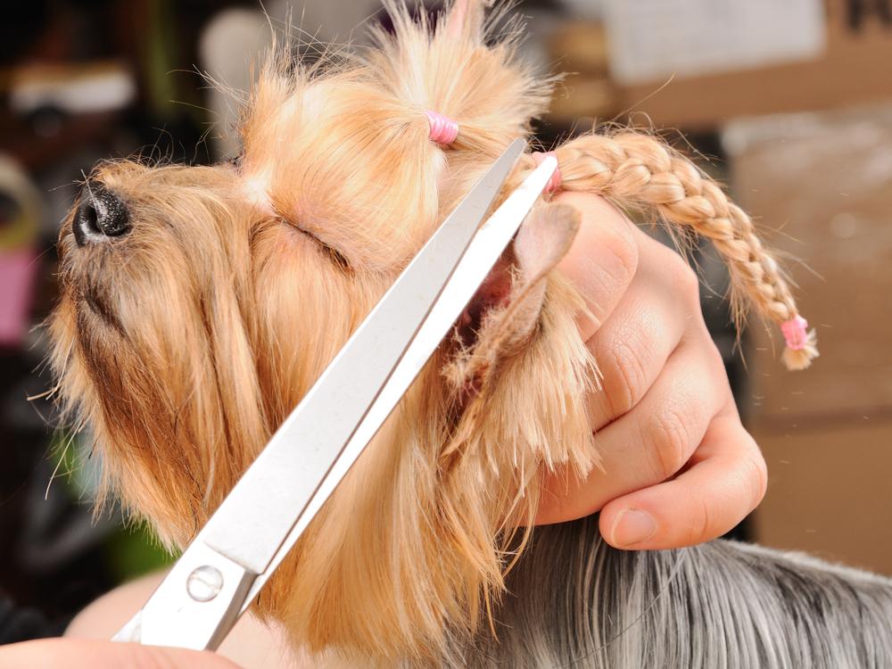 Effective tips and tricks to groom your pet
