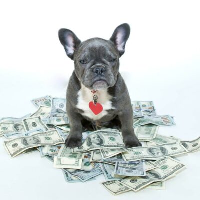 Eight pet expenses that should not be ignored