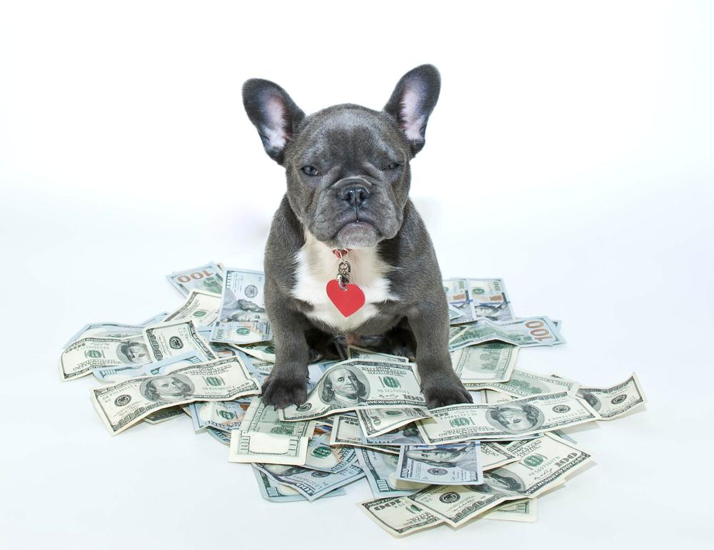 Eight pet expenses that should not be ignored