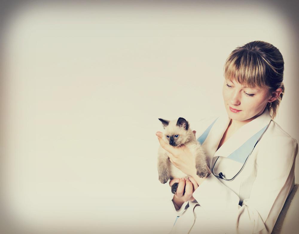 Emergency vet visits – Why do they cost so much
