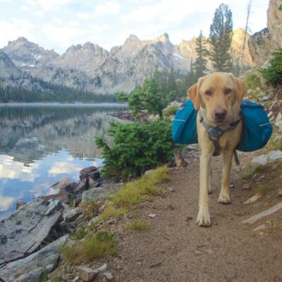 Essential tips to consider before camping with pets