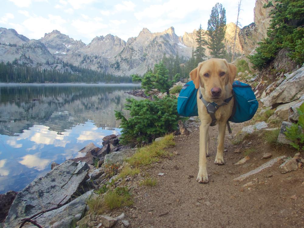 Essential tips to consider before camping with pets