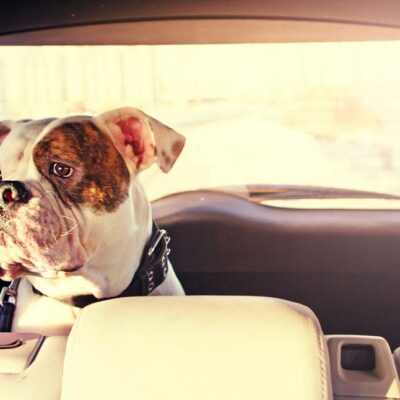 Essential tips to keep your pet safe while traveling in a car