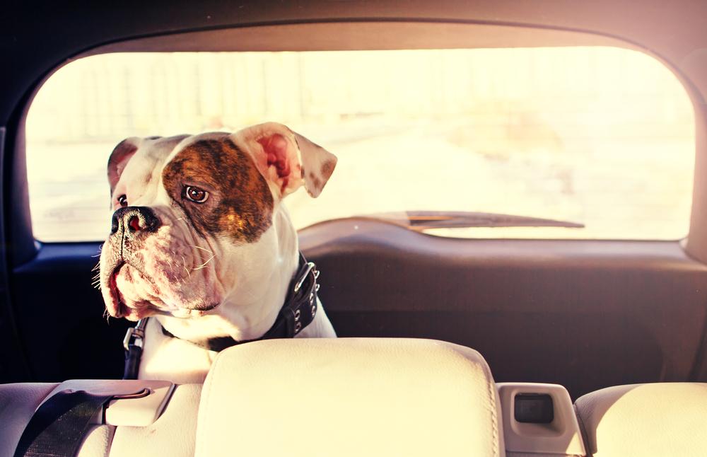 Essential tips to keep your pet safe while traveling in a car