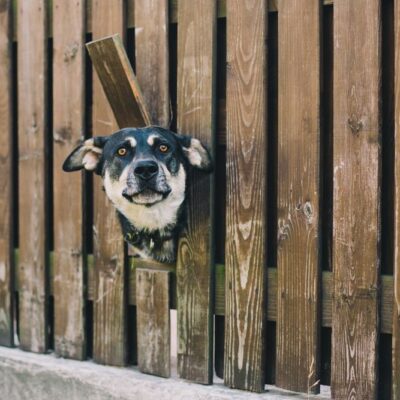 Essential tips to protect your pets from wild animals